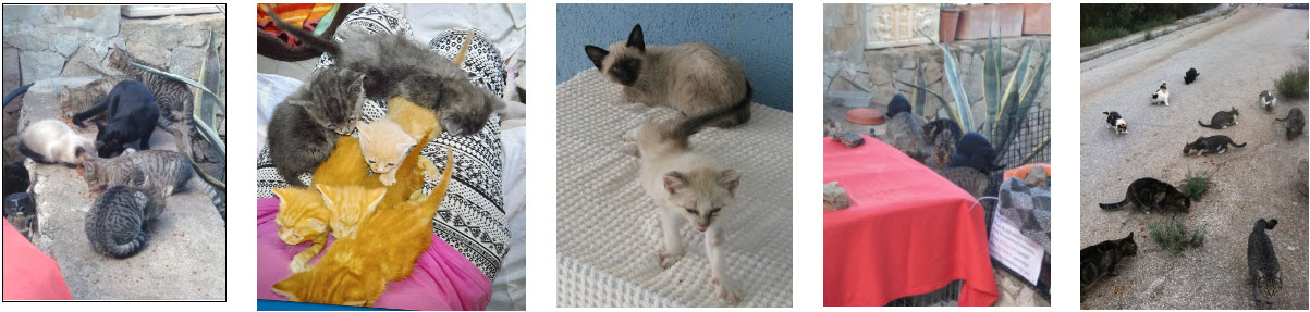 Spanische Straßenkatzen die überleben möchten