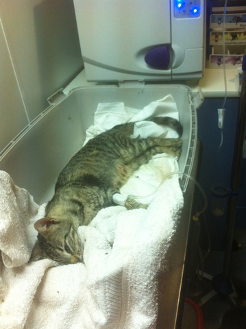 verfiftet poisend empoisonne 3