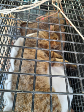 vergiftet poisend empoisonne 1