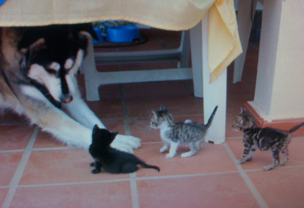 mère porteuse temporaire